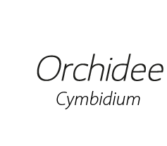 Logo LZ Orchidee Cymbidium by Highlands Potplants_wit RGB